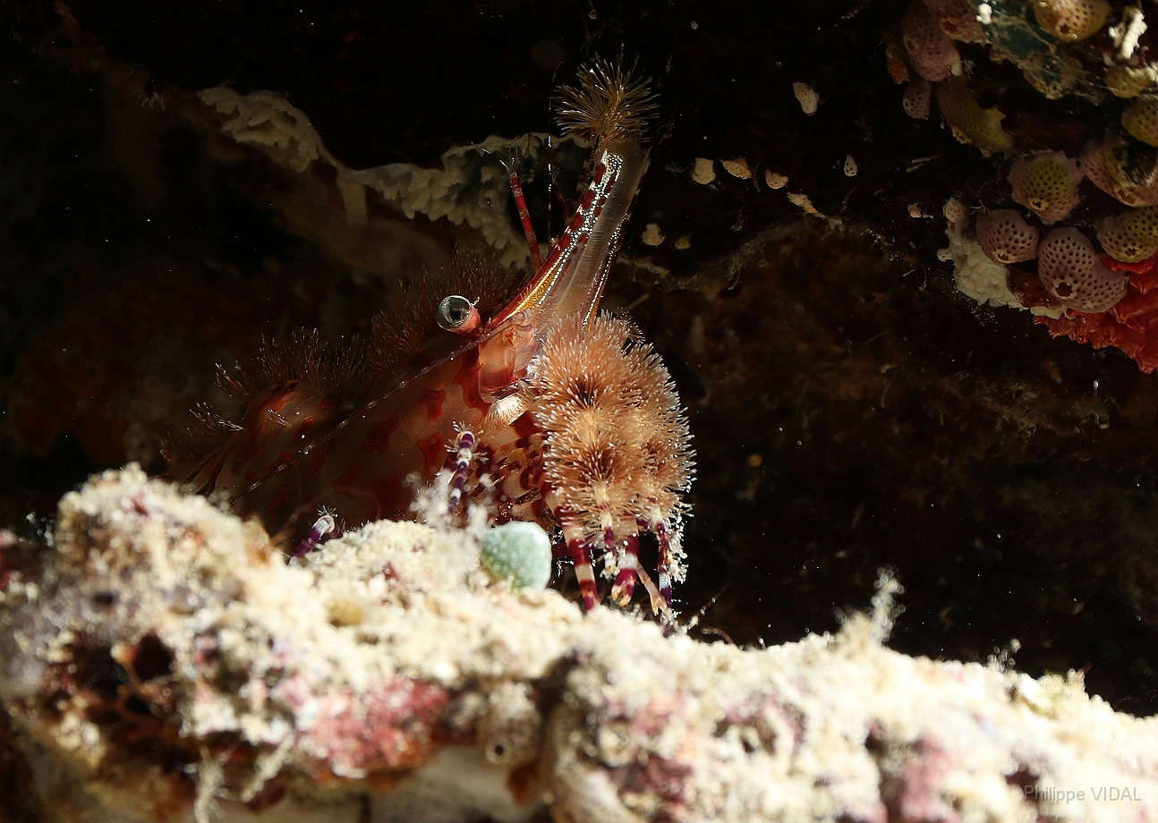 Raja Ampat 2016 - Saron app - Marbled shrimp - Crevette marbree ou saron - IMG_4168_rc.jpg